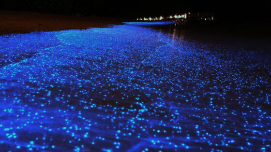 Fluoreszkáló planktonok