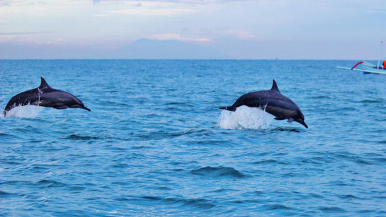 Hajnali delfinlesés